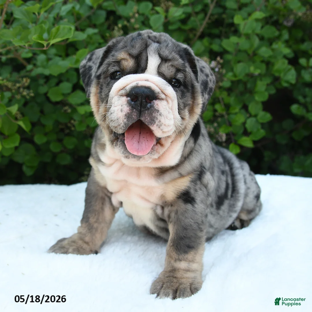 English Bulldog dogs for sale: Sera - Ad 1