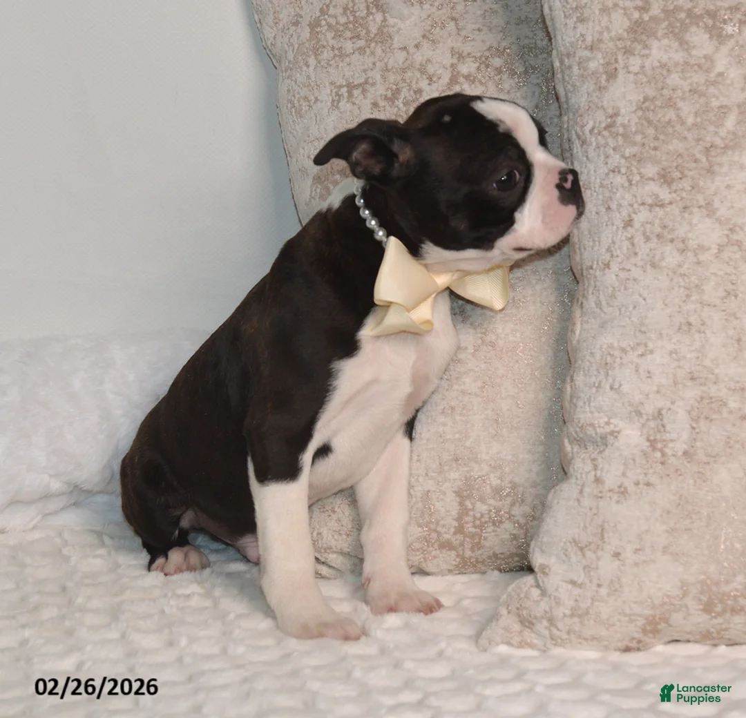 Boston Terrier dogs for sale: Billy - Ad 5
