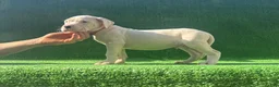 Dogo Argentino dogs for sale: Orange  - Ad 4