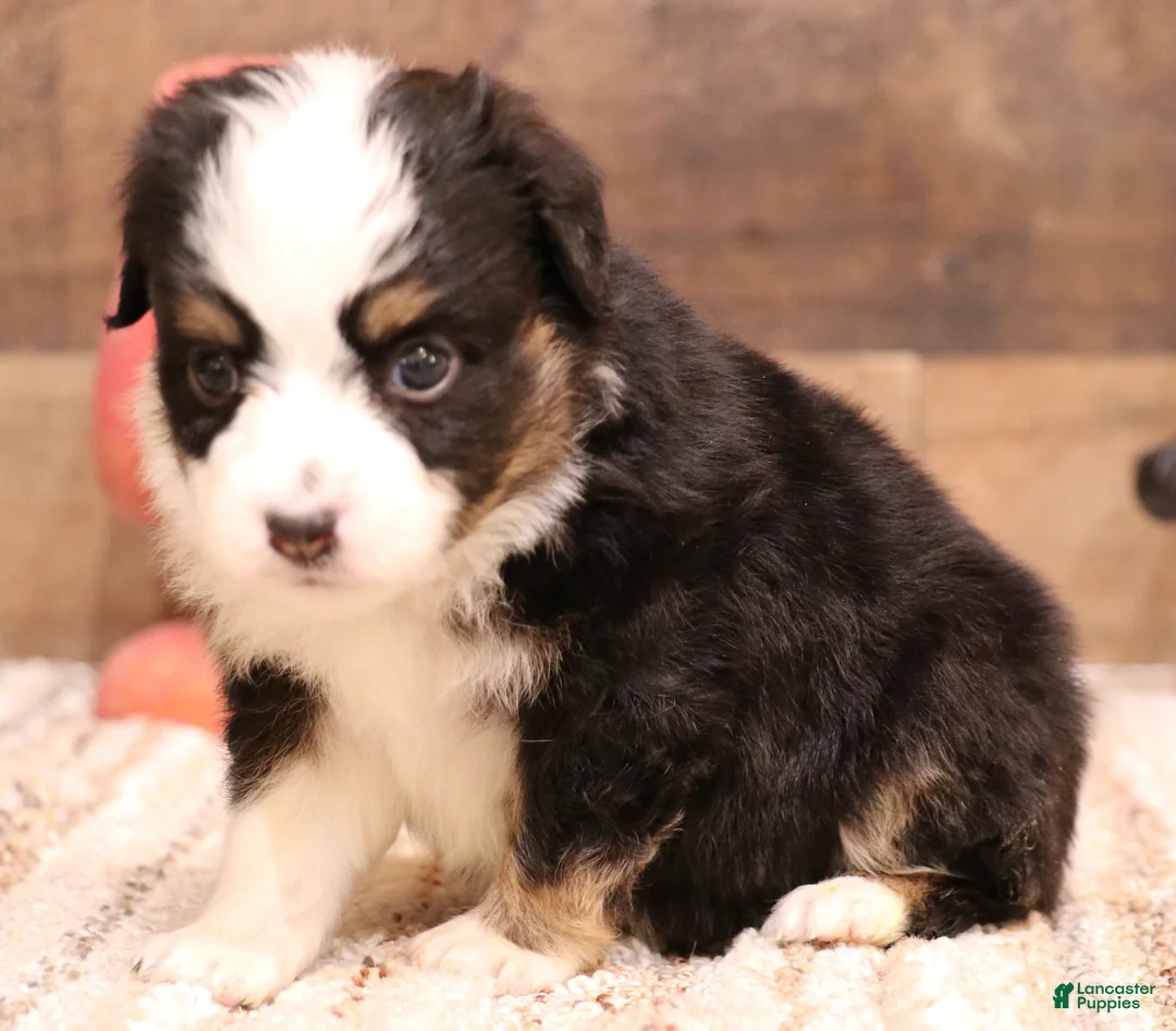 Toy Australian Shepherd dogs for sale: Rudy - Ad 2