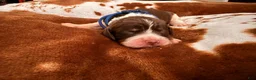 English Springer Spaniel dogs for sale: Blue boy liver Tri tick-Male - Ad 4