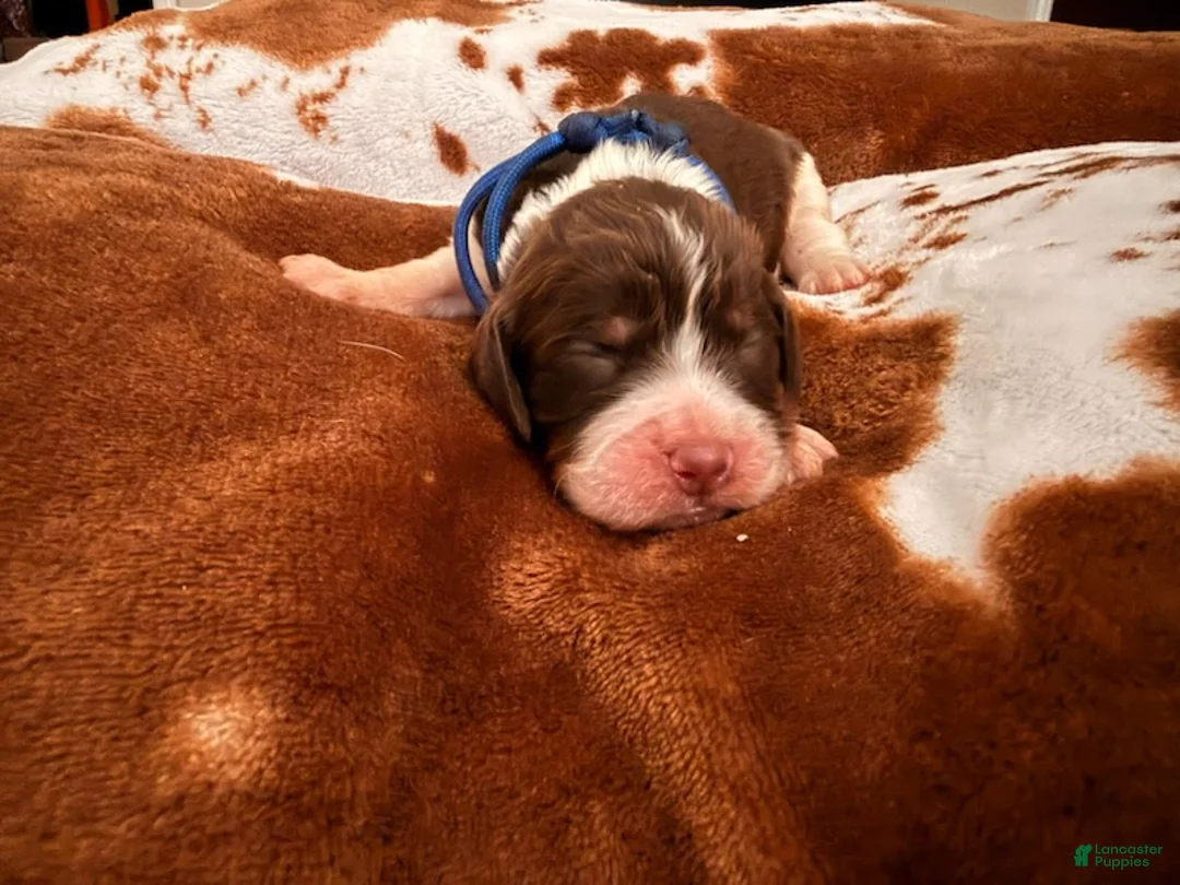 English Springer Spaniel dogs for sale: Blue boy liver Tri tick-Male - Ad 4