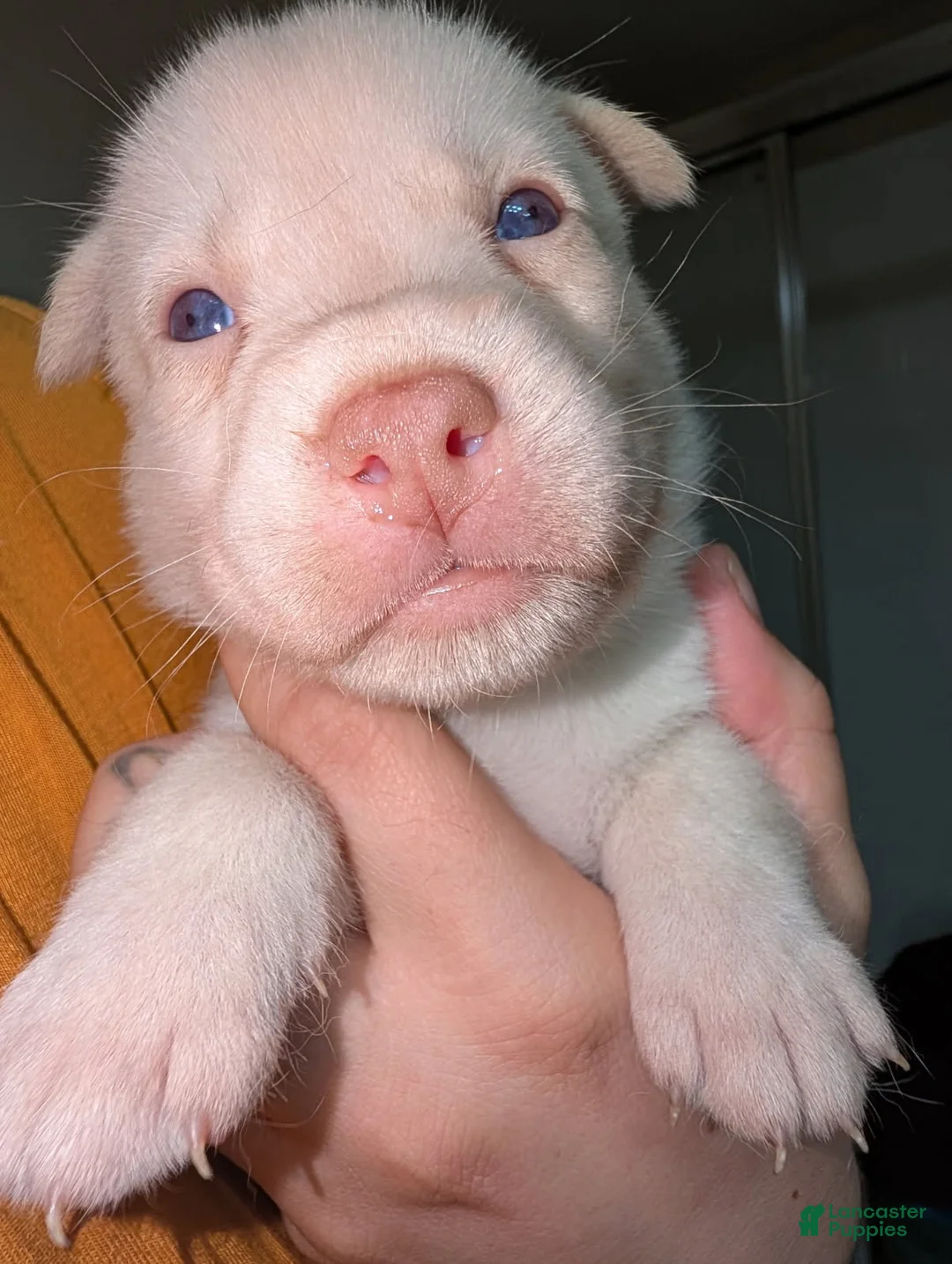 Pitsky dogs for sale: Tina - Ad 2