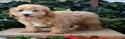 Maltipoo dogs for sale: Teddy - Ad 3
