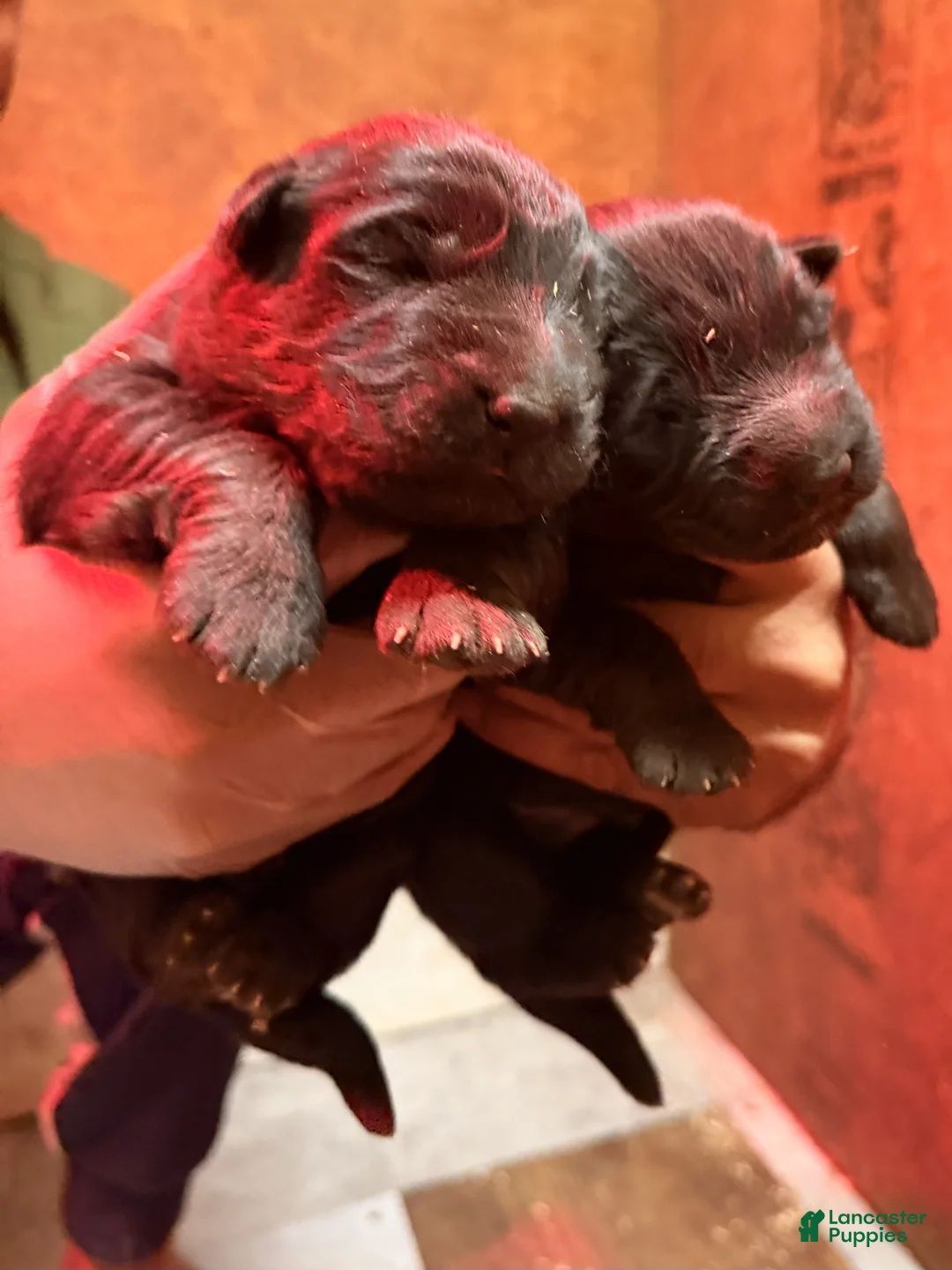 German Shepherd dogs for sale: German Shepherd 4 - Ad 1
