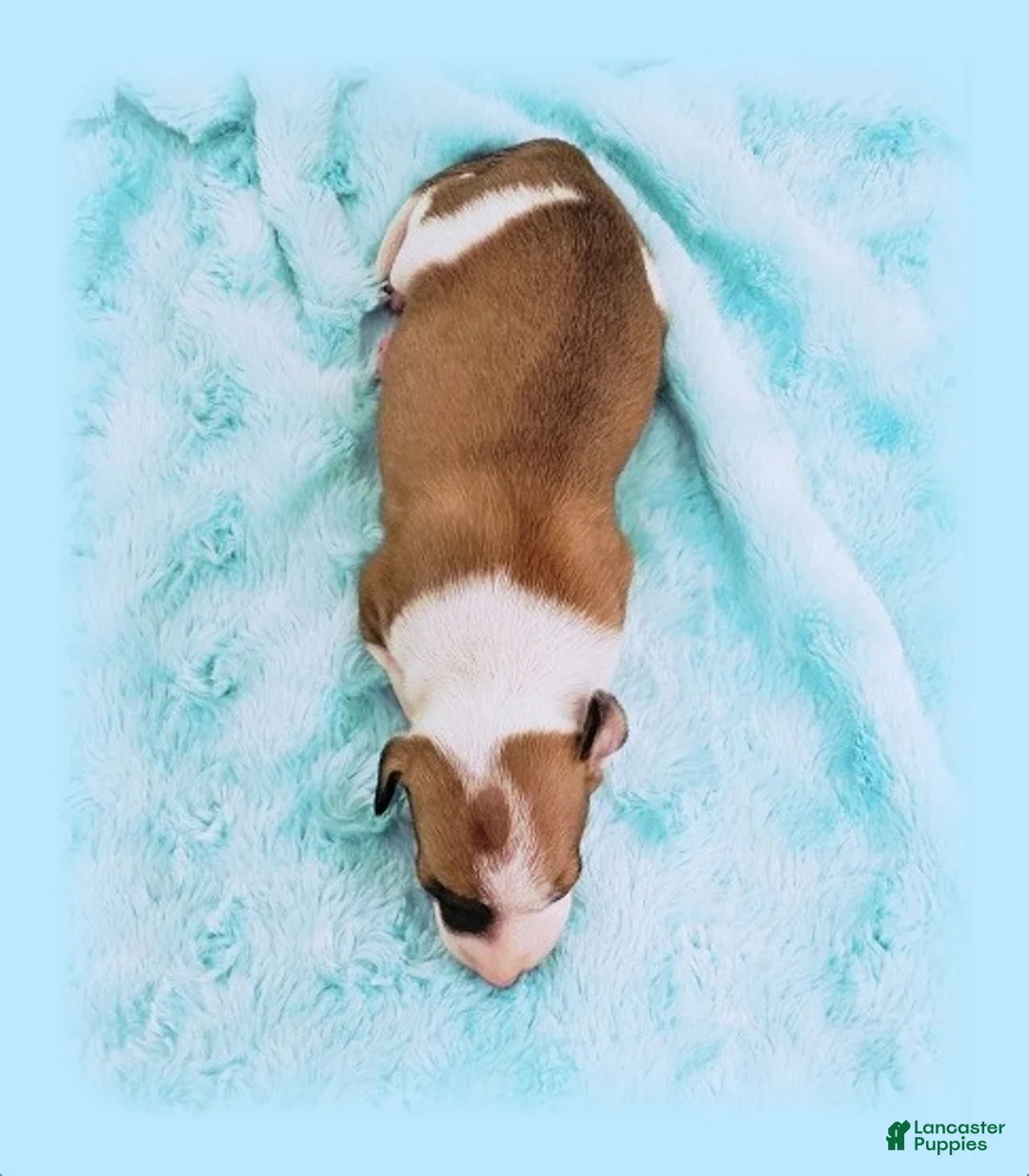 Italian Greyhound dogs for sale: Sevyn - Ad 1