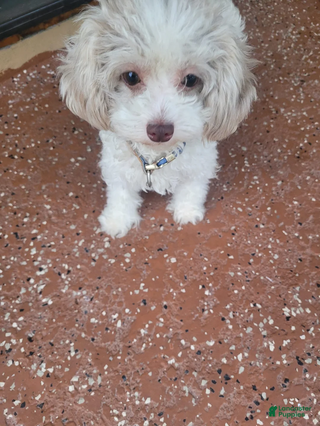 Yorkshire Terrier dogs for sale: Yorkshire Terrier 3 - Ad 3