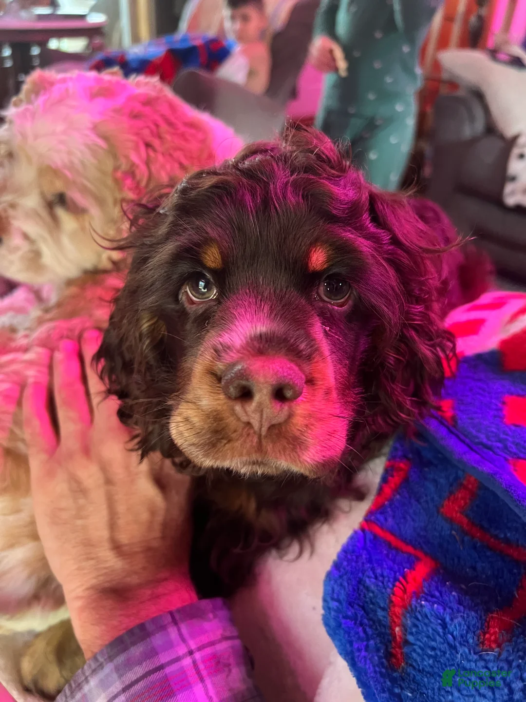 Cocker Spaniel dogs for sale: Cocker Spaniel Puppy 5 - Ad 2