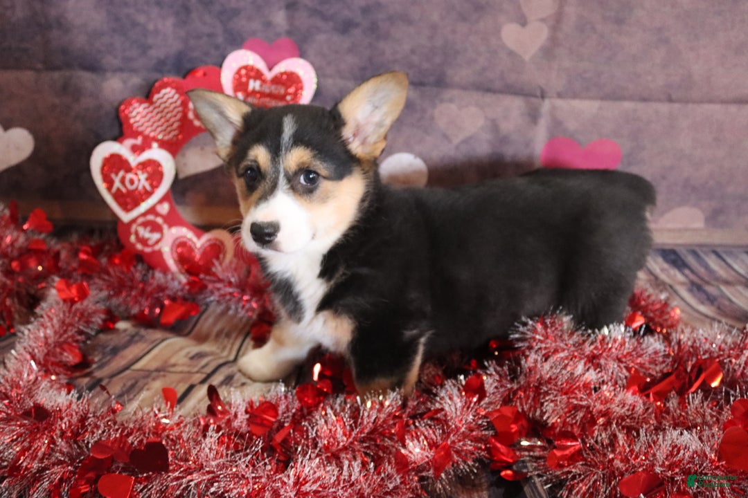 Welsh Corgi Pembroke dogs for sale: holly - Ad 2