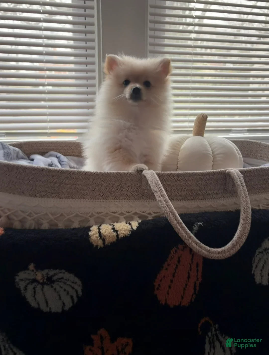Pomeranian dogs for sale: Satin - Ad 2