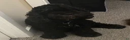 Cockapoo dogs for sale:  3. Grandpa - Ad 6