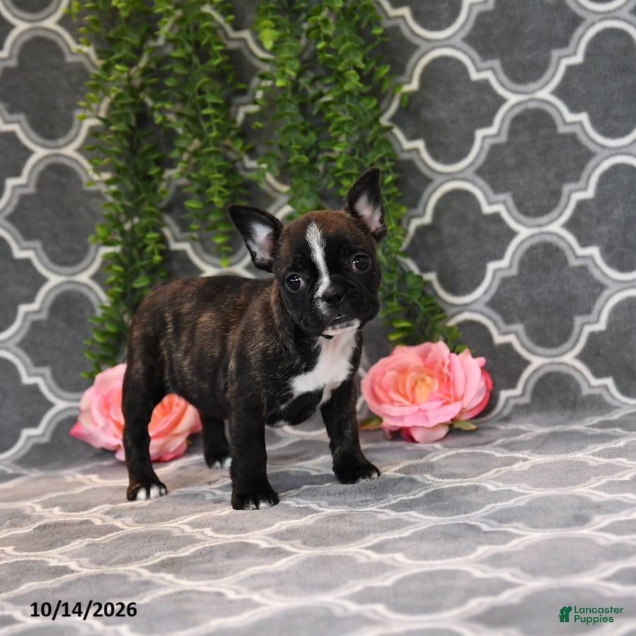 Frenchton dogs Mandy - Ad 2