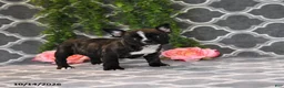 Frenchton dogs for sale: Mandy - Ad 2