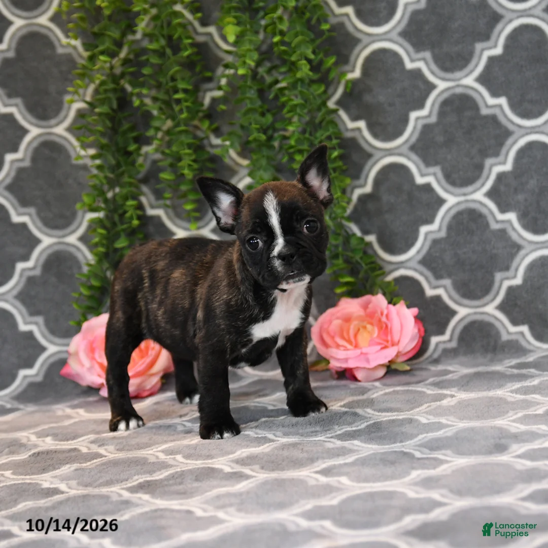 Frenchton dogs for sale: Mandy - Ad 2