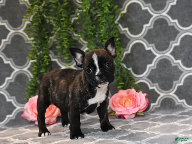 Frenchton dogs for sale: Mandy - Ad 2