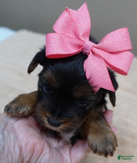 Yorkshire Terrier dogs Bubbles  - Ad 27
