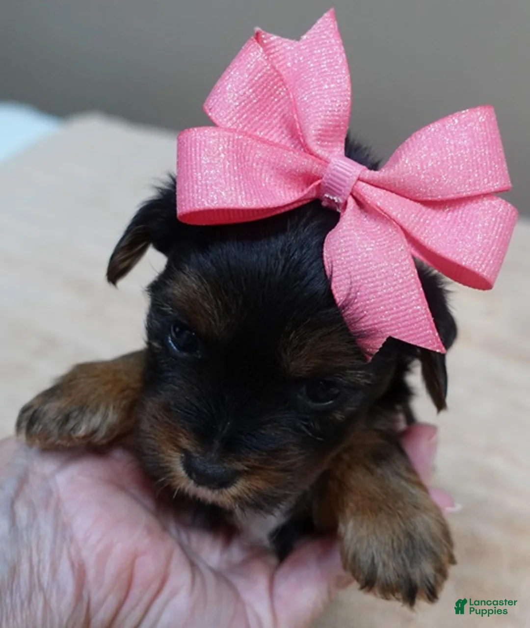 Yorkshire Terrier dogs for sale: Bubbles  - Ad 1