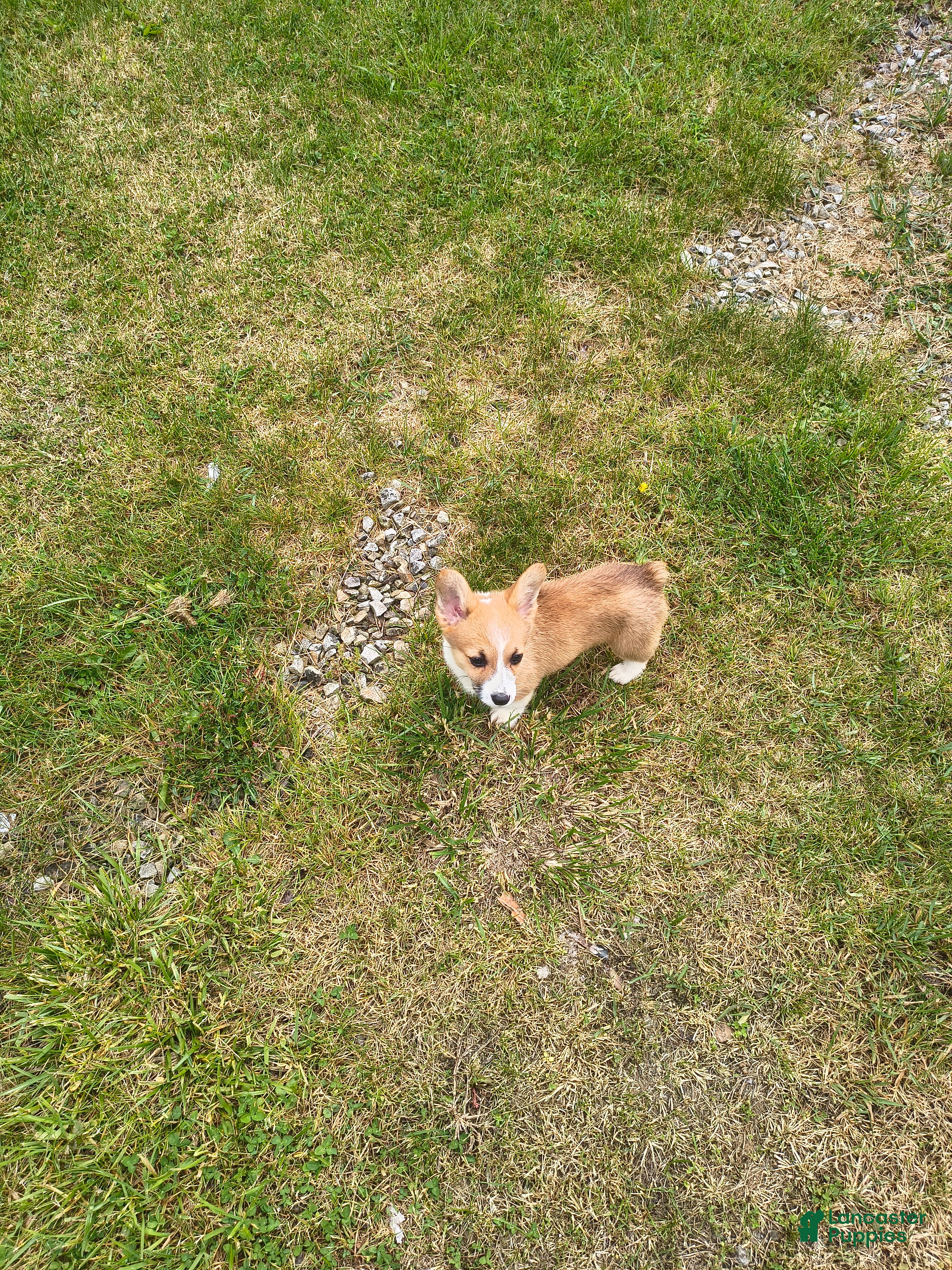 Welsh Corgi Pembroke dogs Welsh Corgi Pembroke Puppy 1 - Ad 18