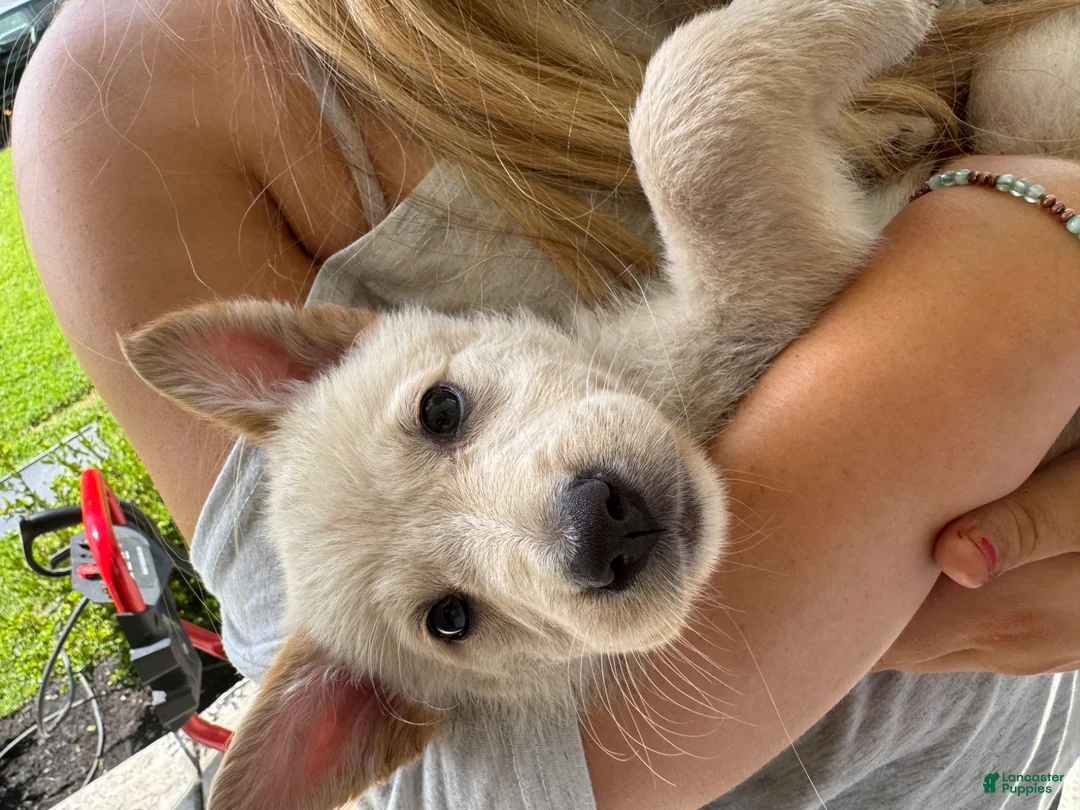 Mixed Breed dogs for sale: Mixed Breed Puppy 7 - Ad 25