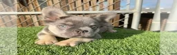 French Bulldog dogs for sale: ROCKY - Elite Lilac Tan Fluffy Micro French Bulldog, CA-USA Delivery Options - Ad 2