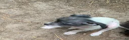 Chinese Crested dogs for sale: Chinese Crested 2 - Ad 3