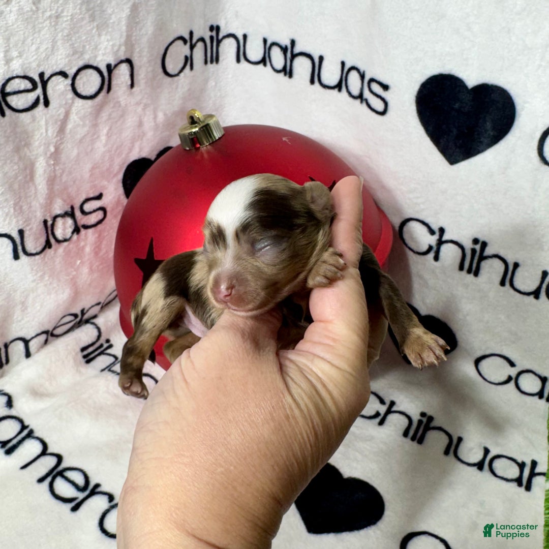 Chihuahua dogs for sale: Super Tiny Phoenix LC - Ad 3