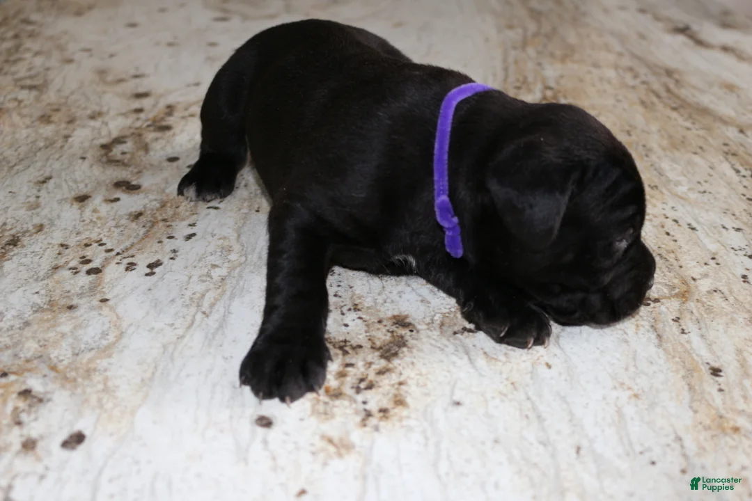 Cane Corso dogs for sale: Purple - Ad 2