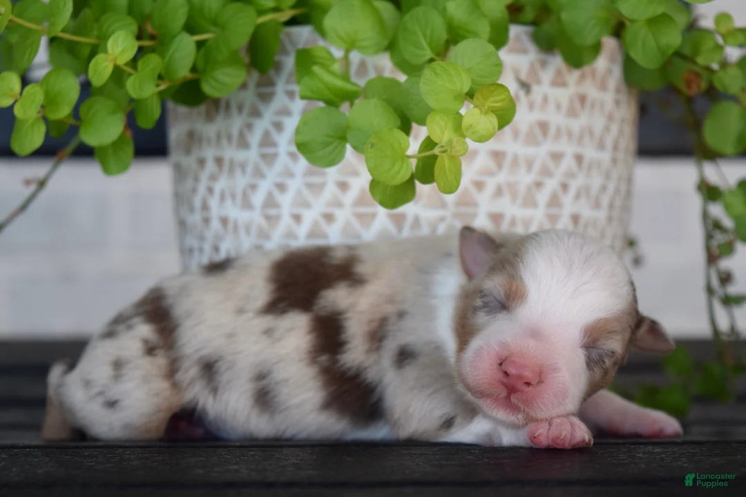 Australian Shepherd dogs for sale: Fawn - Ad 2