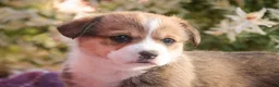 Welsh Corgi Pembroke dogs for sale: Ramona - Ad 7
