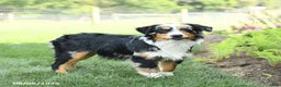 Miniature Australian Shepherd dogs for sale: Dozer - Ad 10