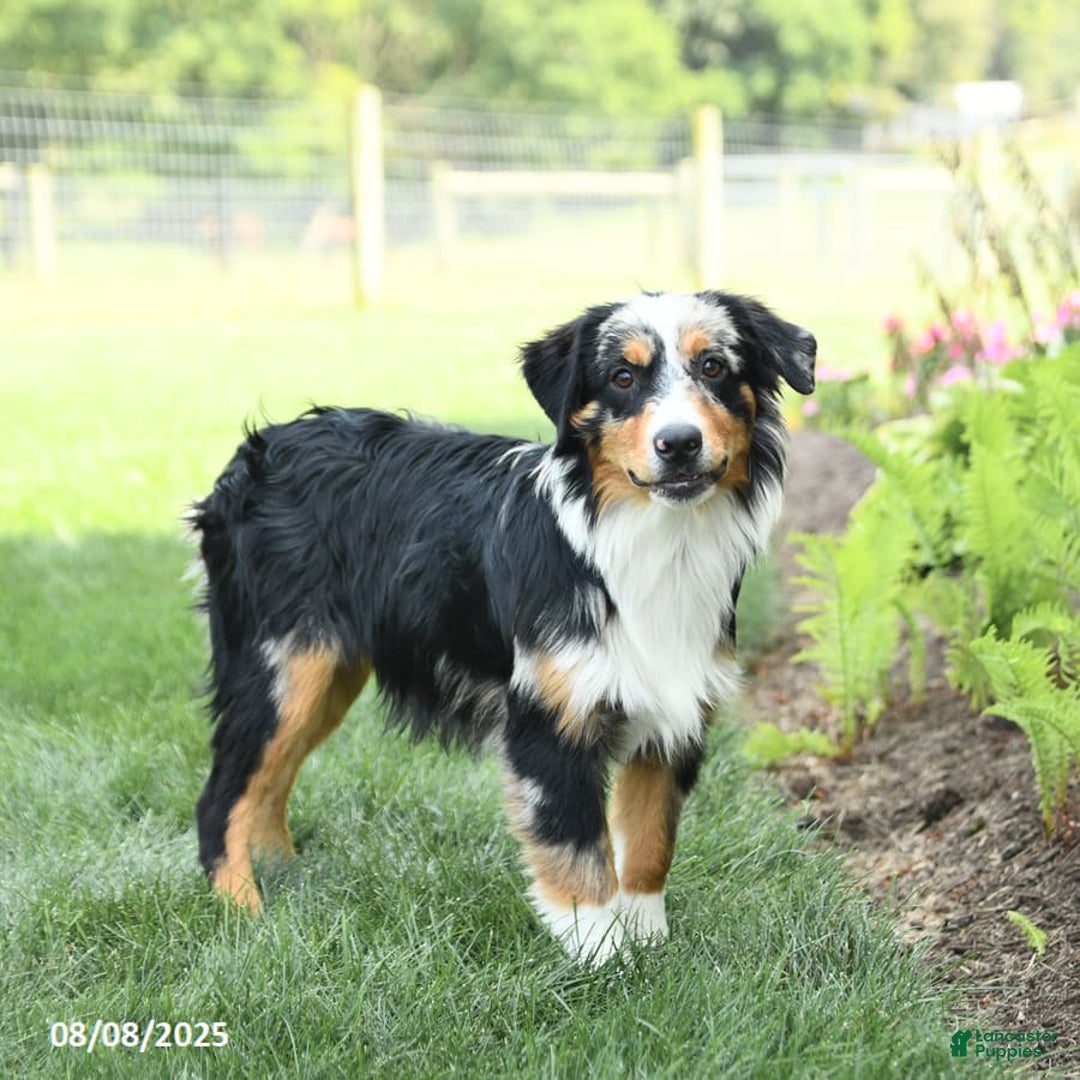 Miniature Australian Shepherd dogs for sale: Dozer - Ad 10