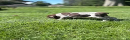 German Shorthaired Pointer dogs for sale: German Shorthaired Pointer 3 - Ad 3