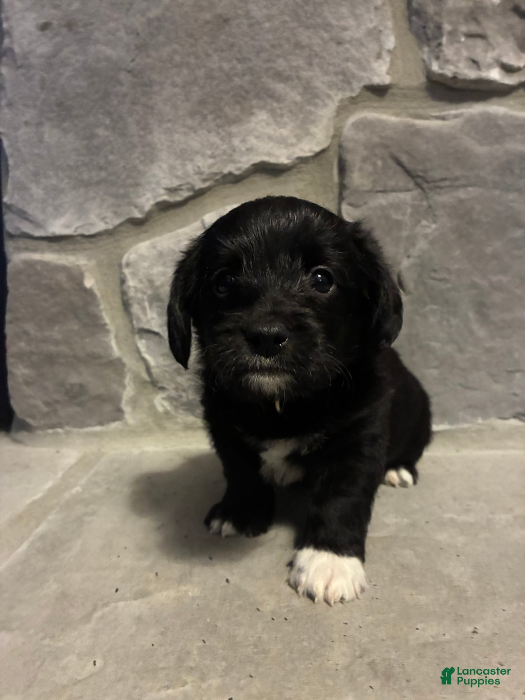 Corgipoo dogs for sale: Pascal Corgipoo - Ad 6