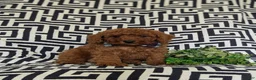 Miniature Poodle dogs for sale: Sloan - Ad 4
