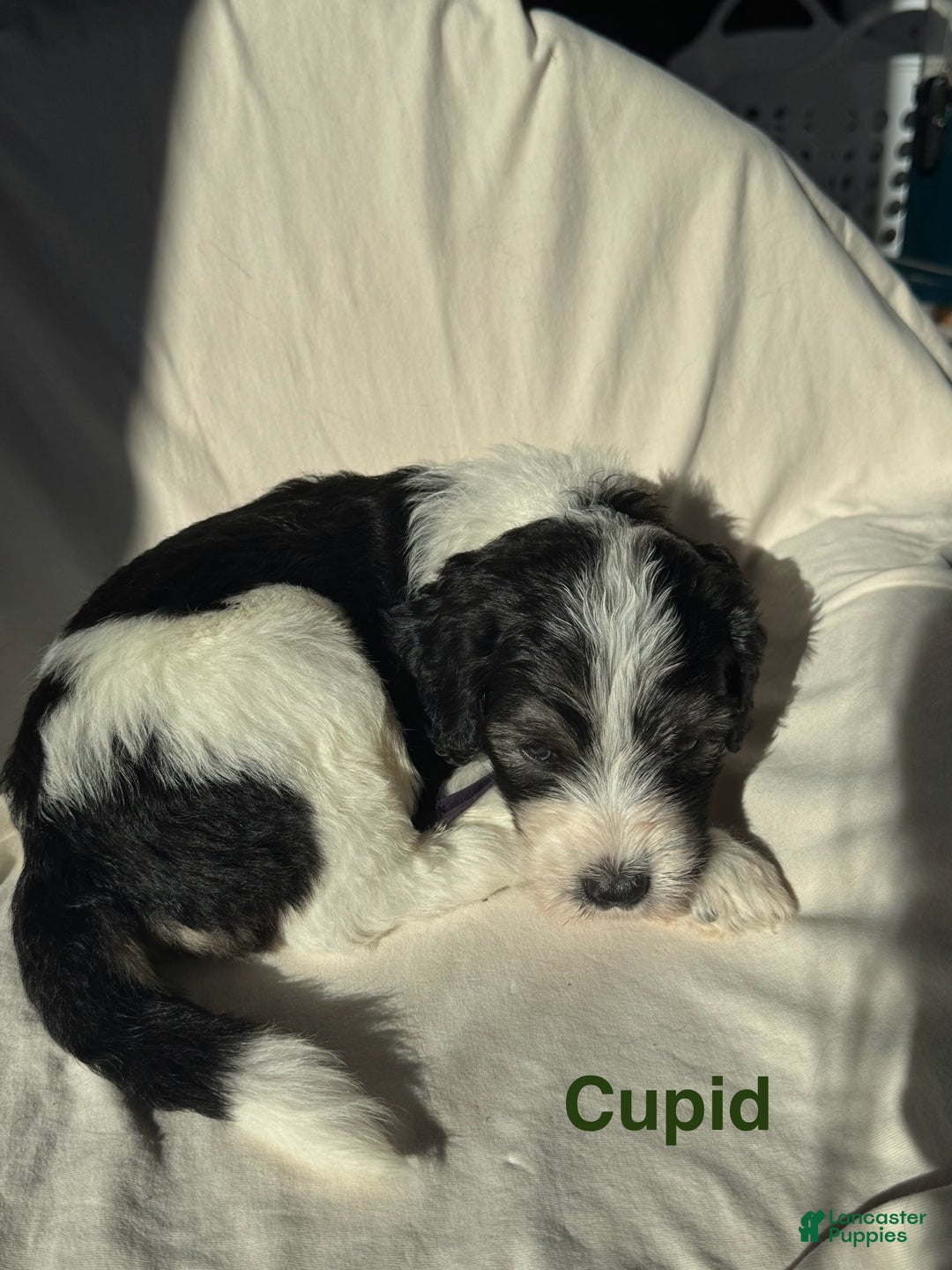 Bernedoodle dogs for sale: Bernedoodle Puppy 6 - Ad 1