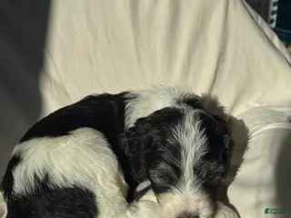 Bernedoodle dogs Bernedoodle Puppy 6 - Ad 26