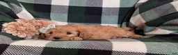 Cavapoo dogs for sale: Clara - Ad 4