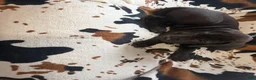 Great Dane dogs for sale: Pork Chop - Ad 7