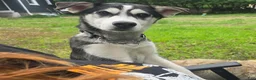 Mixed Breed dogs for sale: Blankely  - Ad 2