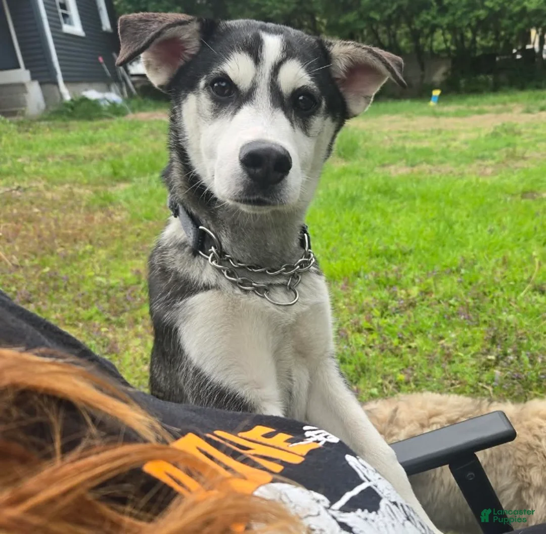 Mixed Breed dogs for sale: Blankely  - Ad 2