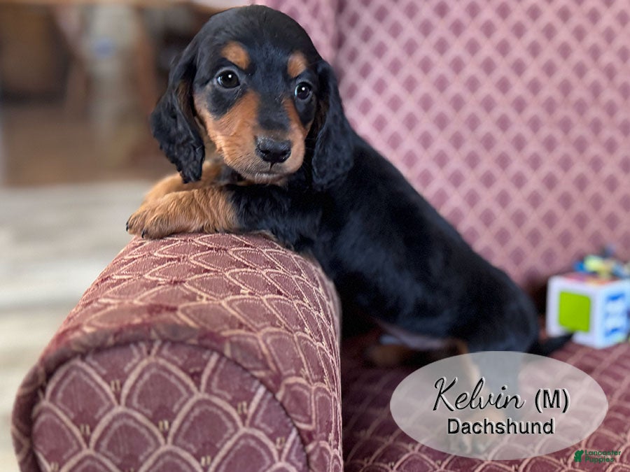 Dachshund dogs Kelvin - Ad 2
