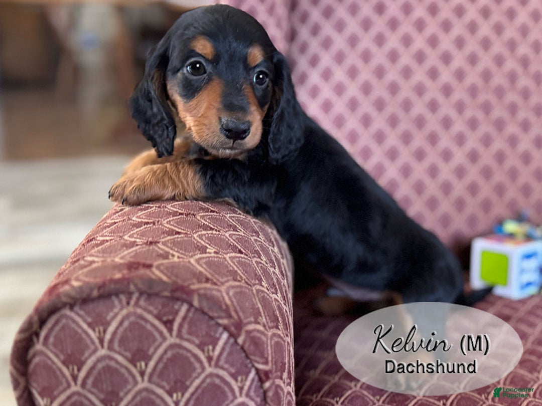 Dachshund dogs for sale: Kelvin - Ad 2
