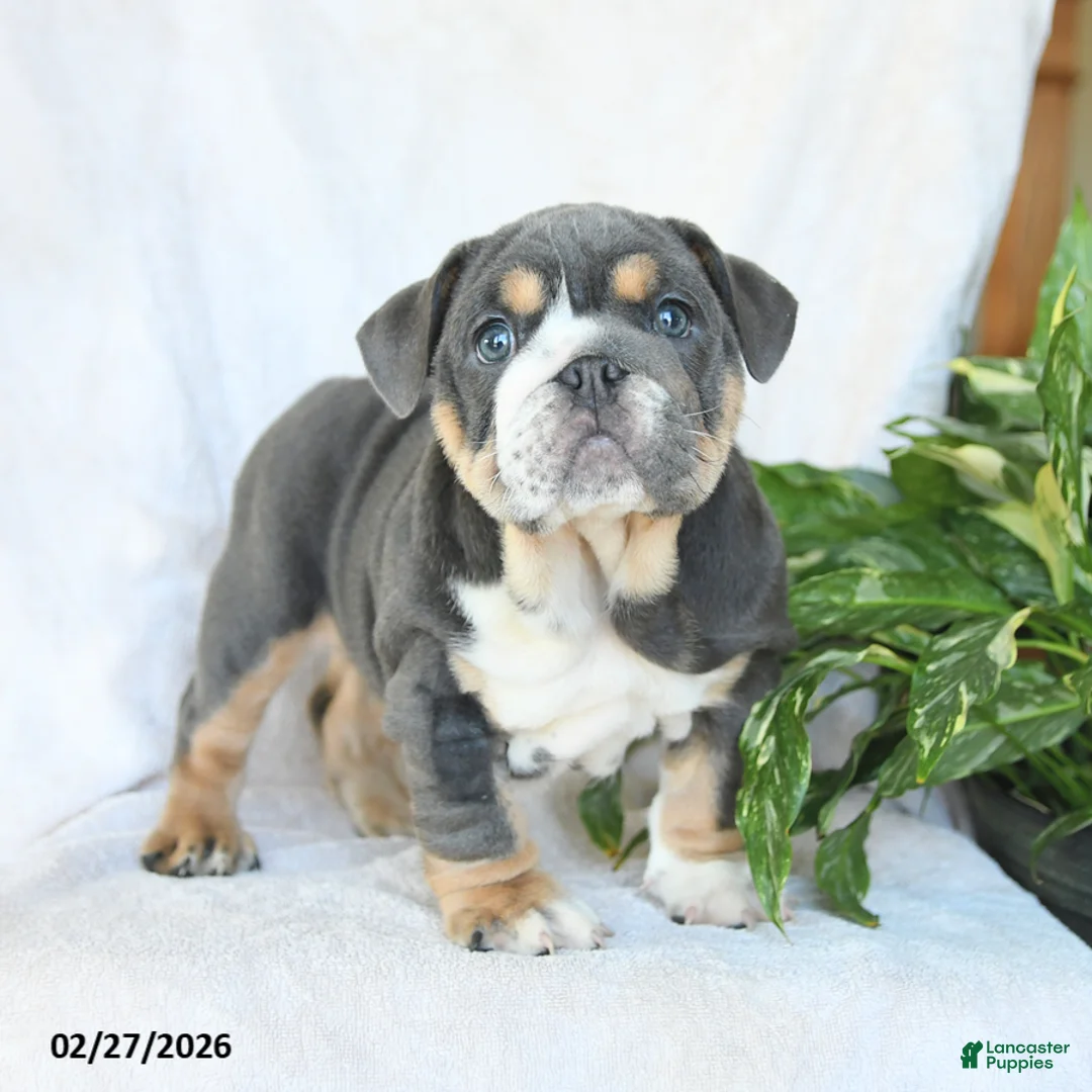 English Bulldog dogs for sale: Miss Bluebell - Ad 2