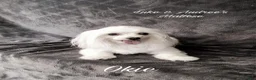 Maltese dogs for sale: Maltese 2 - Ad 3