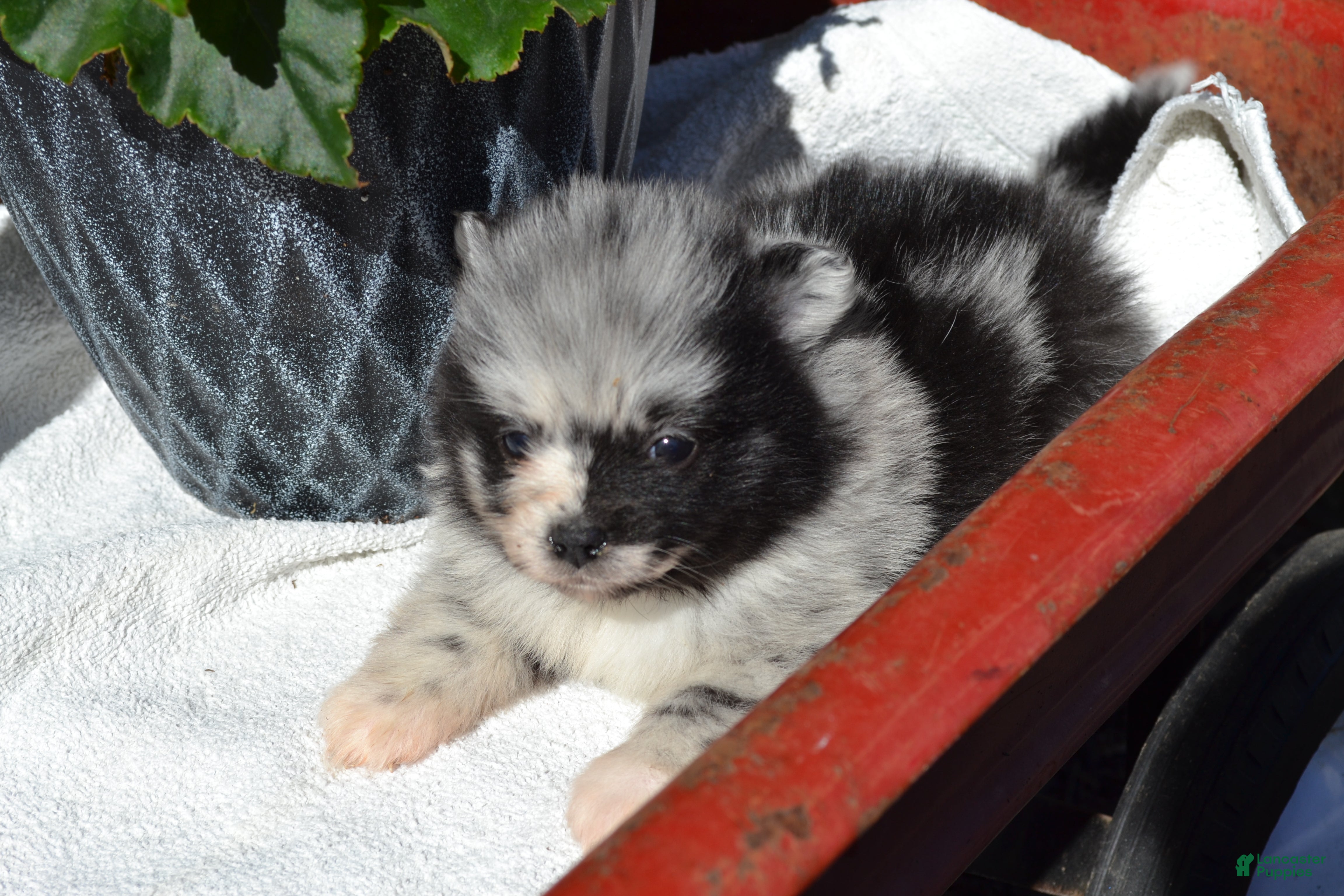 Pomeranian dogs Willow - Ad 13