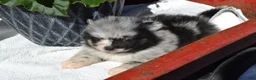 Pomeranian dogs for sale: Willow - Ad 1
