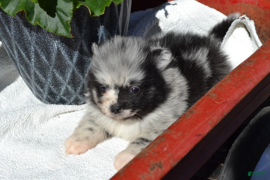 Pomeranian dogs for sale: Willow - Ad 1