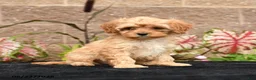 Cavapoo dogs for sale: Valentino - Ad 4