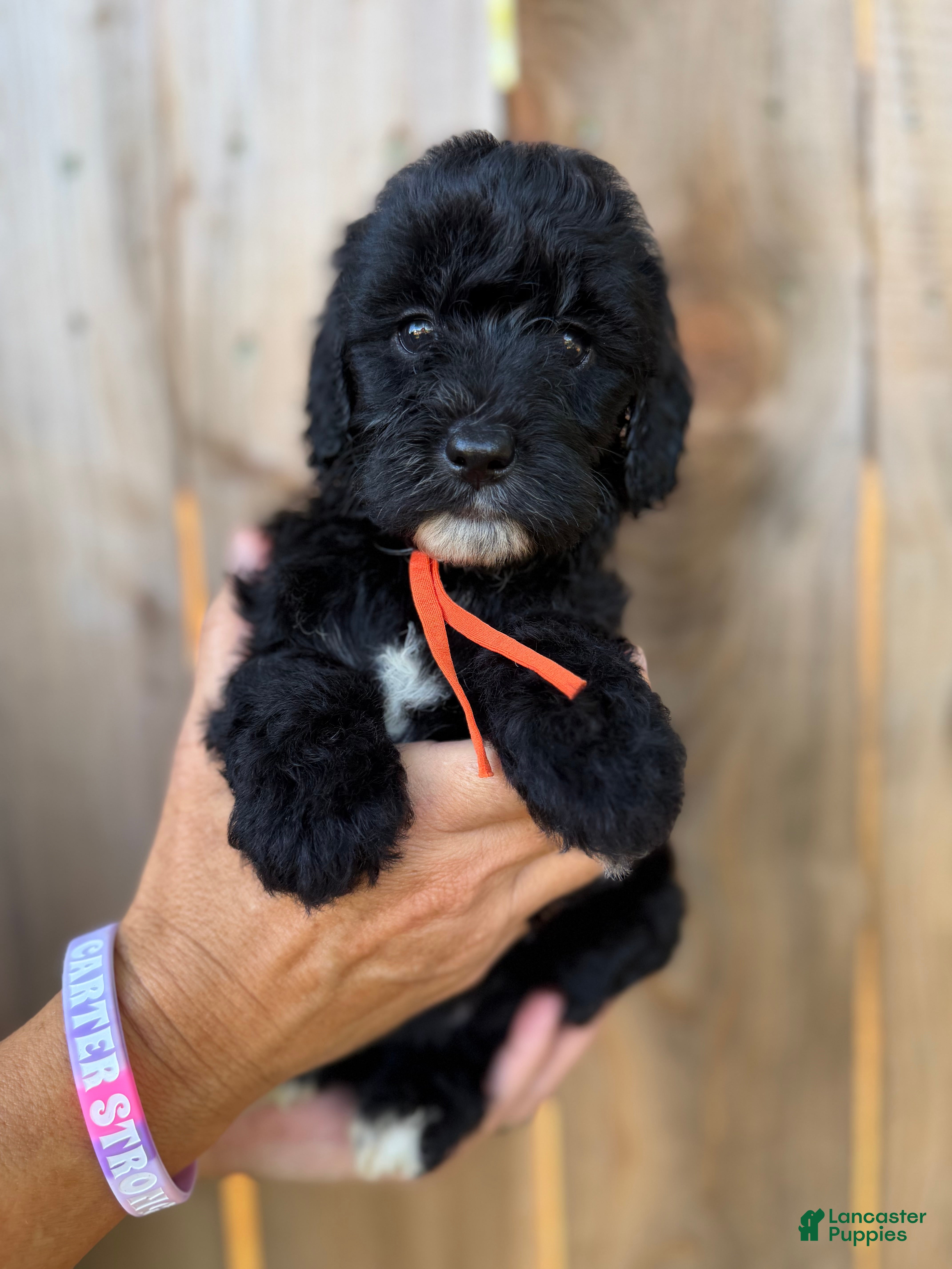 Mixed Breed dogs Mixed Breed 6 - Ad 7