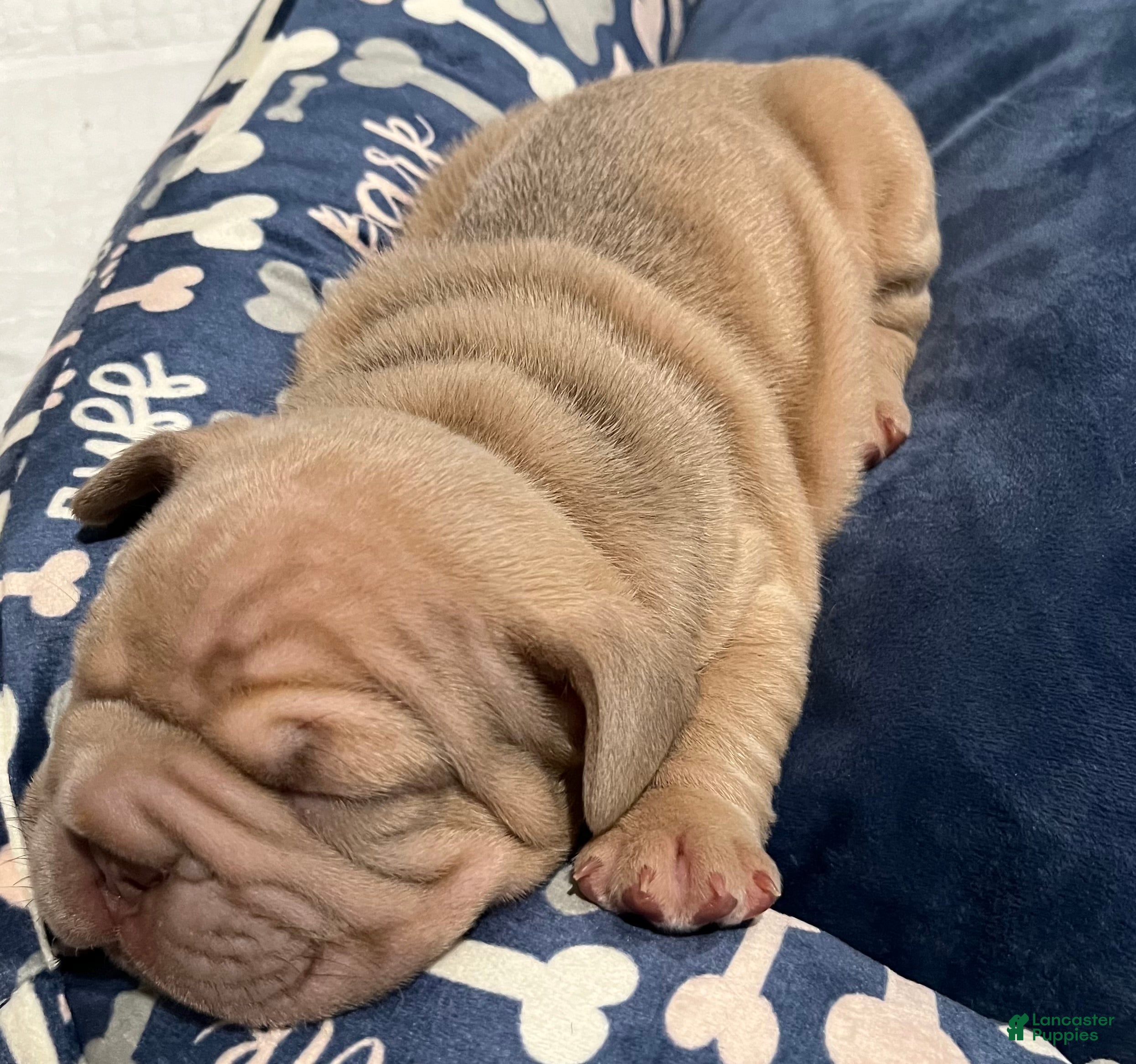 French Bulldog dogs French Bulldog Puppy 2 - Ad 40